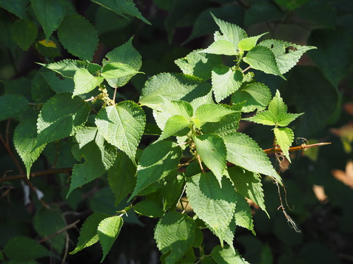 Boehmeria nivea