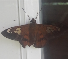 Nascus phocus