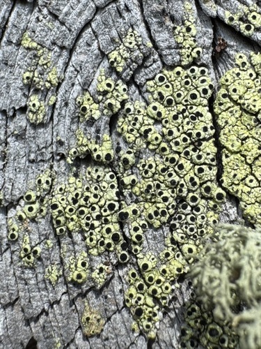 Calicium tigillare observed 2026-08-30