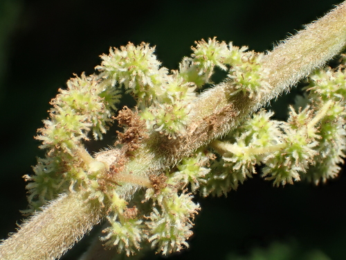 Boehmeria nivea