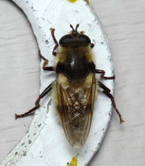Criorhina verbosa