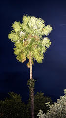 Livistona jenkinsiana