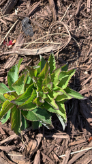 Platycodon grandiflorus