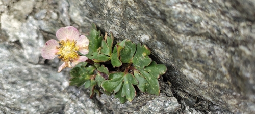 Ranunculus glacialis, photograph 5