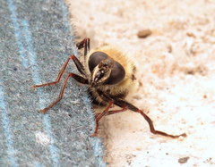 Criorhina verbosa
