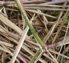 Hylaeothemis apicalis