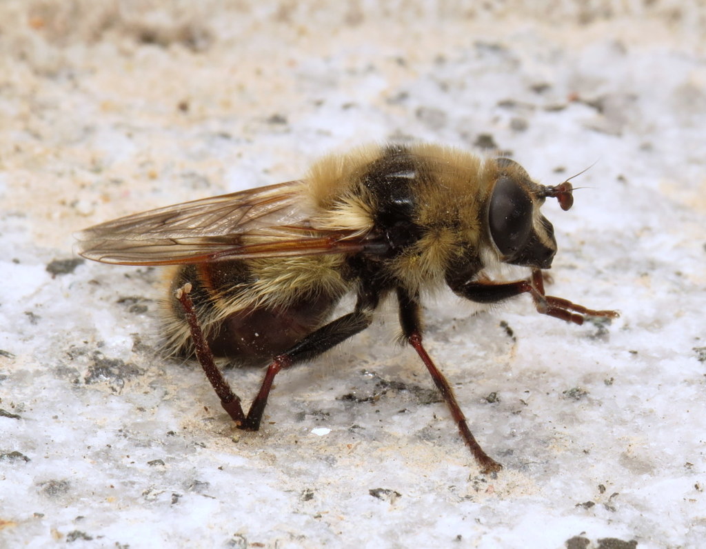 Hairy-cheeked Bumble Fly
