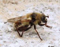 Criorhina verbosa
