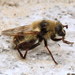 Hairy-cheeked Bumble Fly - Photo (c) Nick Block, some rights reserved (CC BY), uploaded by Nick Block