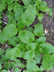 Campanula latifolia