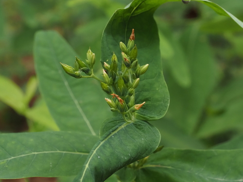 Lesser marsh St. Johnswort (Hypericum tubulosum)