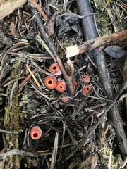 Microstoma protractum