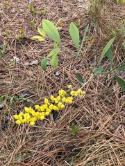 Baptisia cinerea