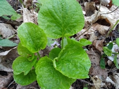 Viola mirabilis