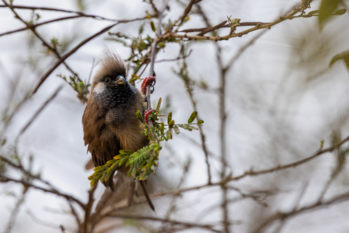 Speckled Mousebird