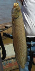 Heterotis niloticus