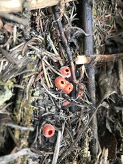 Microstoma protractum