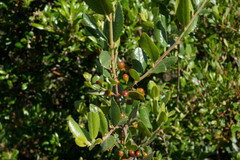 Rhamnus pilosa