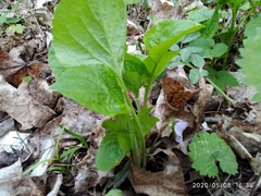 Viola mirabilis