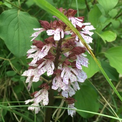 Orchis purpurea
