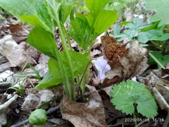 Viola mirabilis