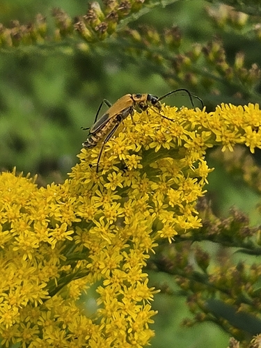 Goldenrod Soldier Beetle
