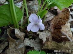 Viola mirabilis