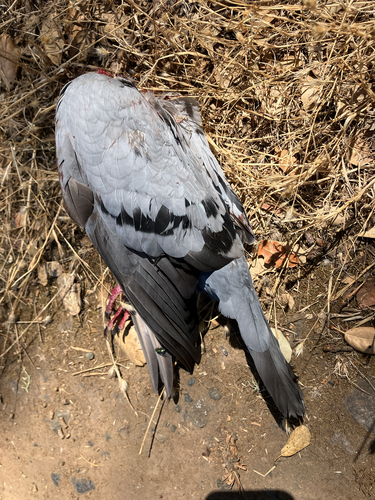 Feral Pigeon seen in Sonoma Valley
