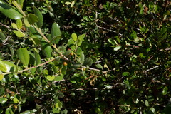 Rhamnus pilosa