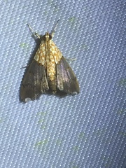 Agrotera discinotata