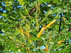 Adenanthera microsperma