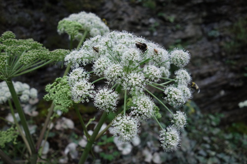 Wild Angelica