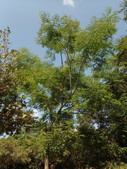 Adenanthera microsperma