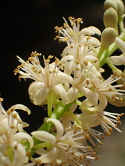 Adenanthera microsperma