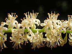 Adenanthera microsperma