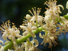 Adenanthera microsperma