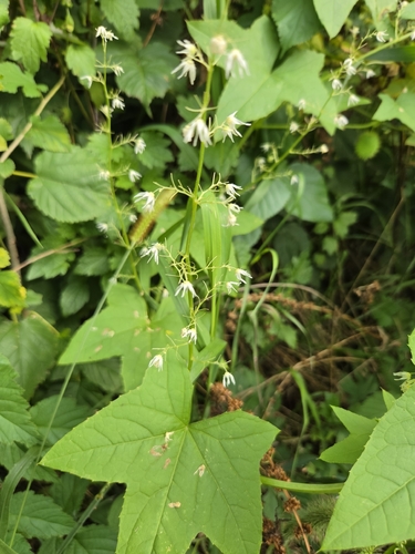 prickly cucumber