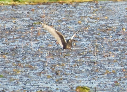 iNaturalist image