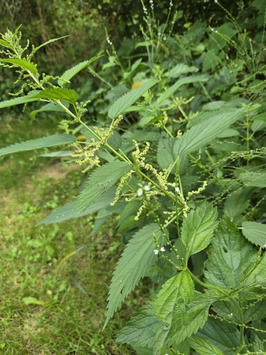 slender stinging nettle