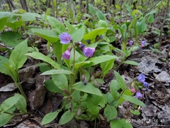 Pulmonaria obscura
