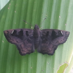 Nisoniades macarius