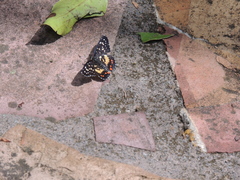 Chlosyne melitaeoides