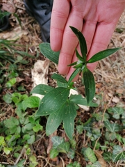 Lilium martagon
