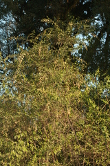 Duranta serratifolia