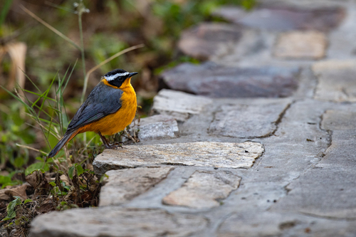 White-browed Robin-Chat