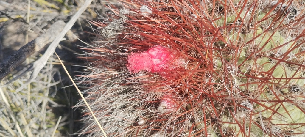 Denmoza rhodacantha; photograph (c) Agustín Zarco, some rights reserved (CC BY)