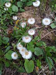 Tussilago farfara