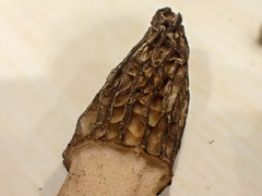 Morchella norvegiensis