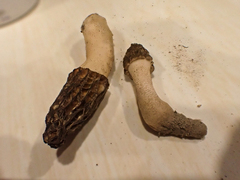 Morchella norvegiensis