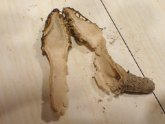 Morchella norvegiensis